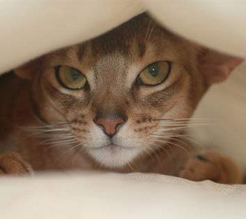 Moving cat