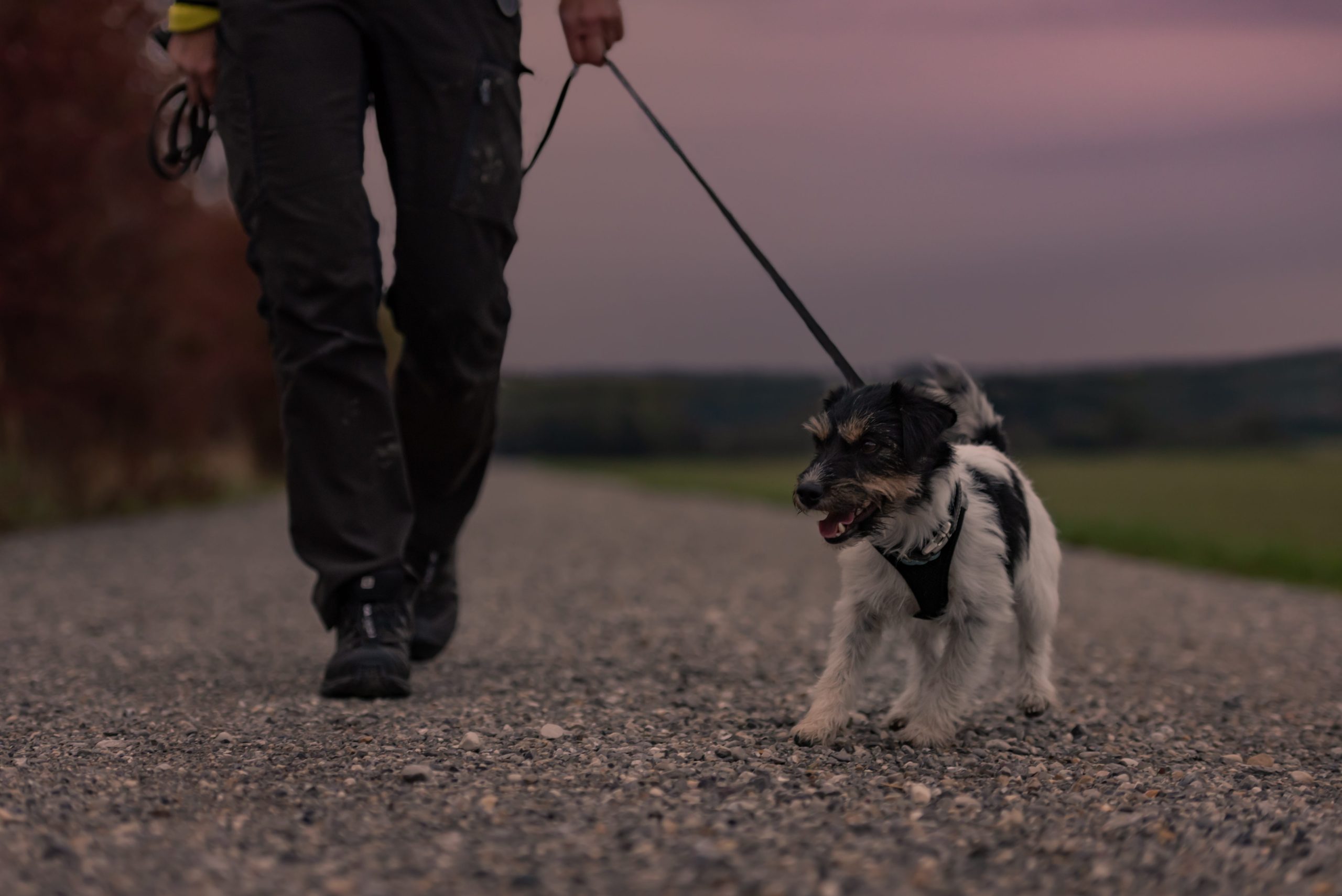 5 Tips to Keep your Pet Safe on Dark Nights