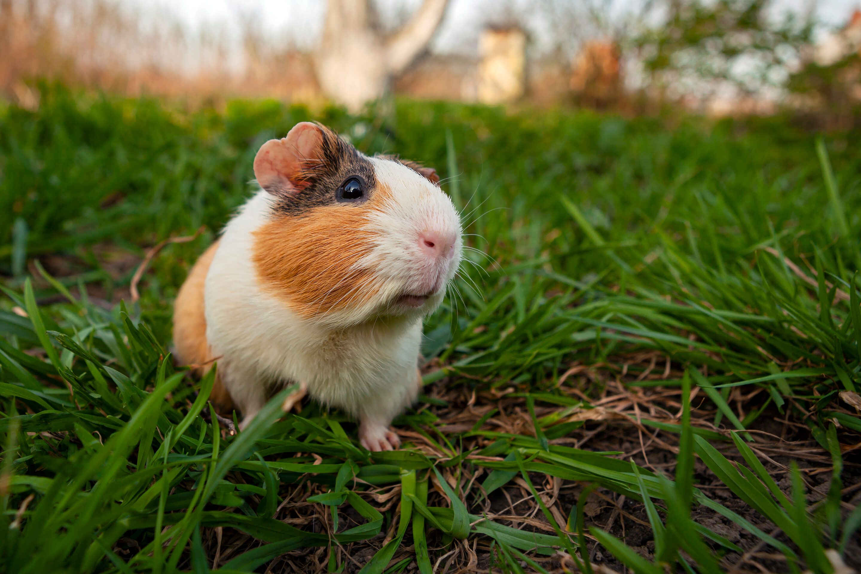 Caring for Rabbits, Guinea Pigs & Hamsters in Summer: Enrichment, Diet & Comfort