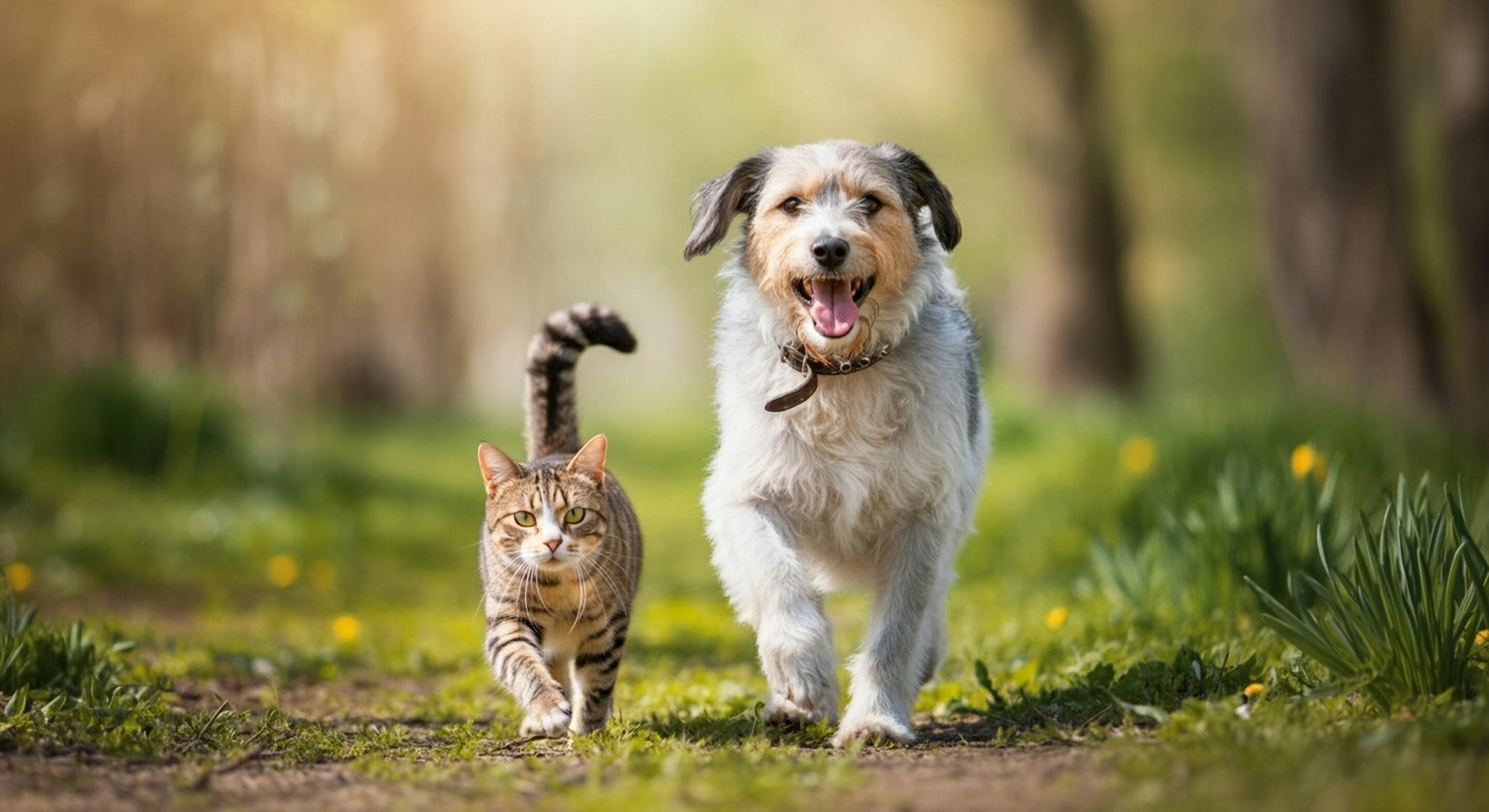 Celebrating National Pet Month: Supporting Your Pet’s Five Welfare Needs