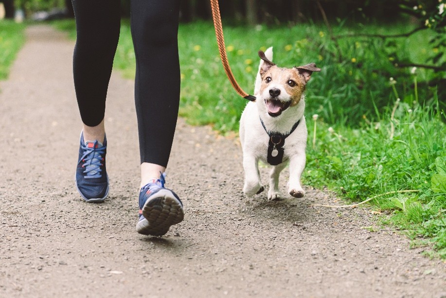 Safety First: Dog Walking in the Summer Sun