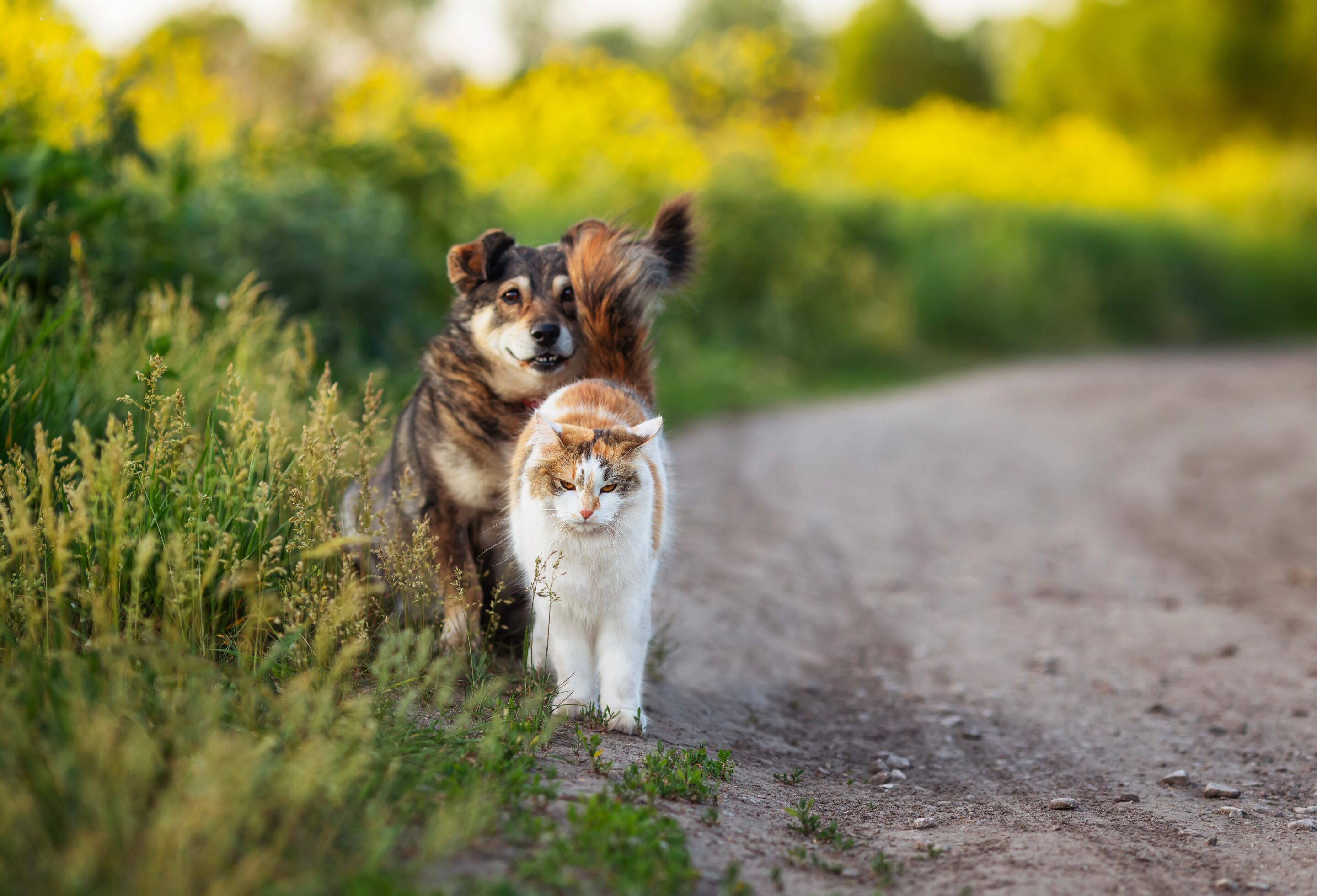 Summer Pet Care Checklist: Hydration, Walks and Gentle Play for Dogs & Cats