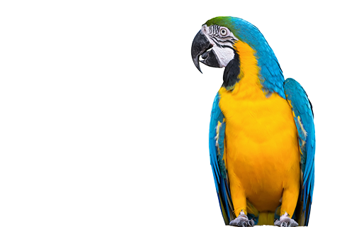 Bird & Wildlife