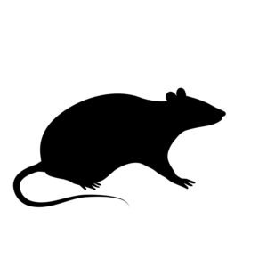 Frozen Rat Weaner 26-50g 2kg