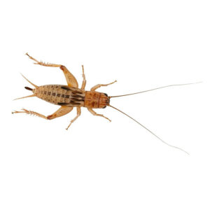 Live Silent Crickets Tub
