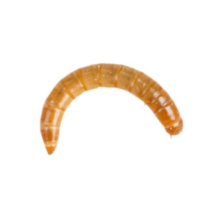 Live Mealworms 60g Tub
