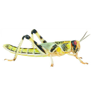 Live Locusts Tub