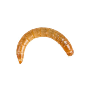Live Morioworms 40g Tub