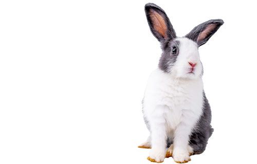 Small Animal