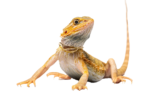 Reptile