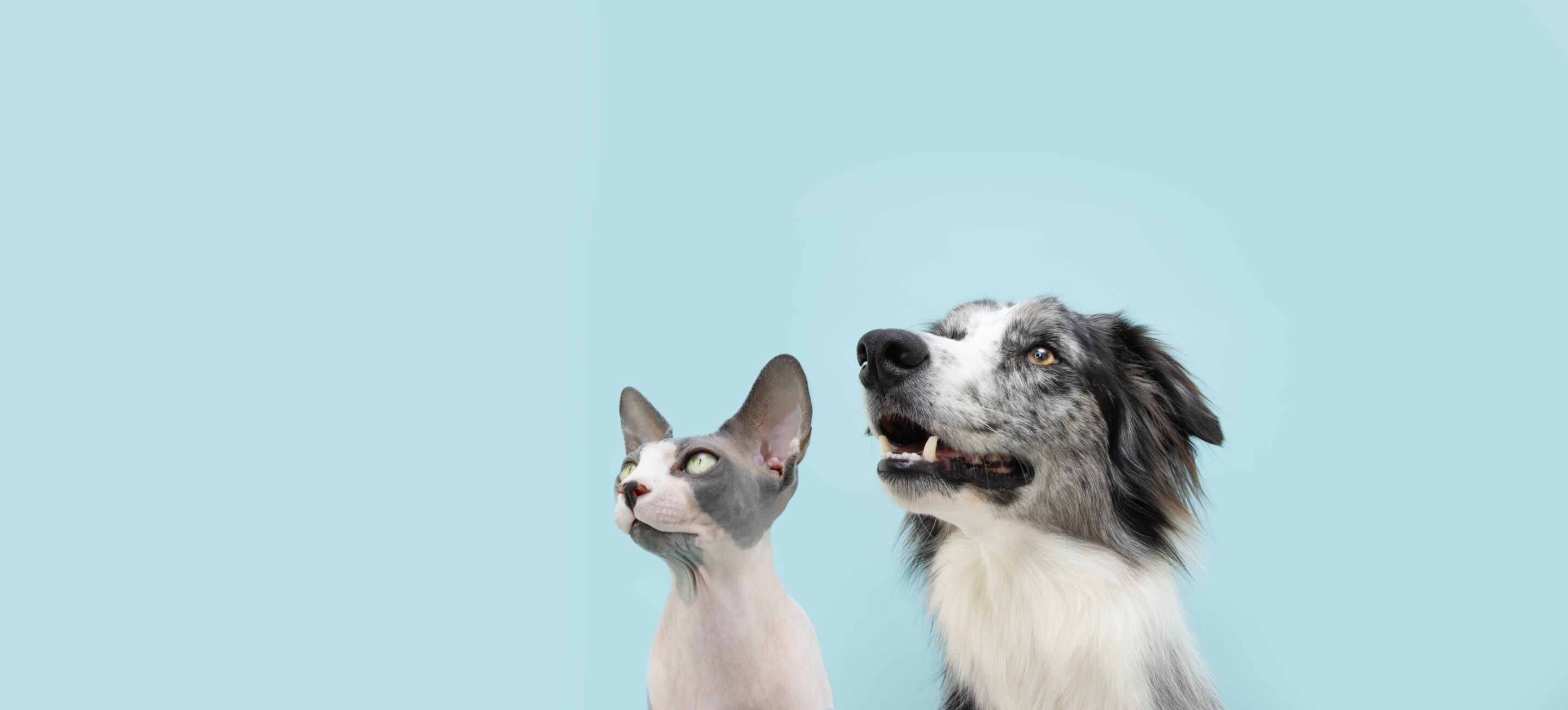 This is an image of a Sphynx cat and a Border Collie dog on a light blue background.